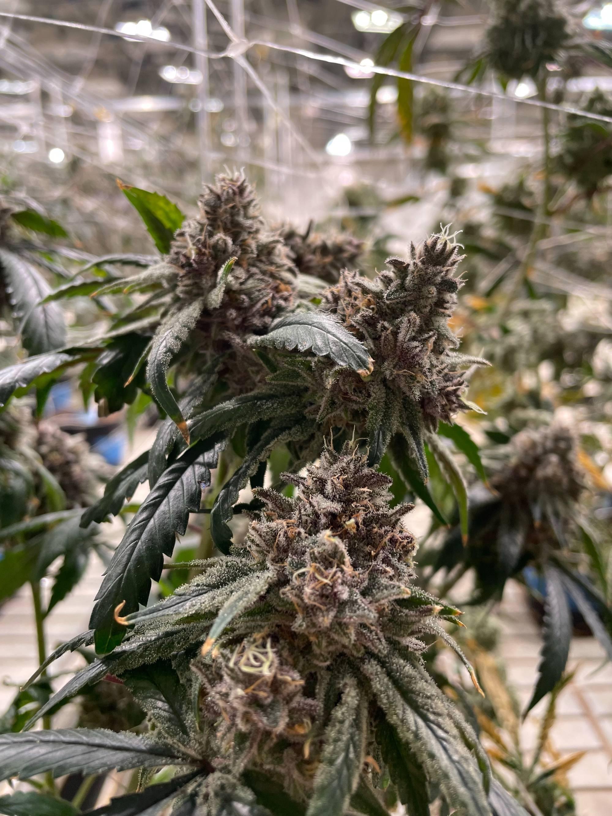 close up of a cannabis plant in a warehouse